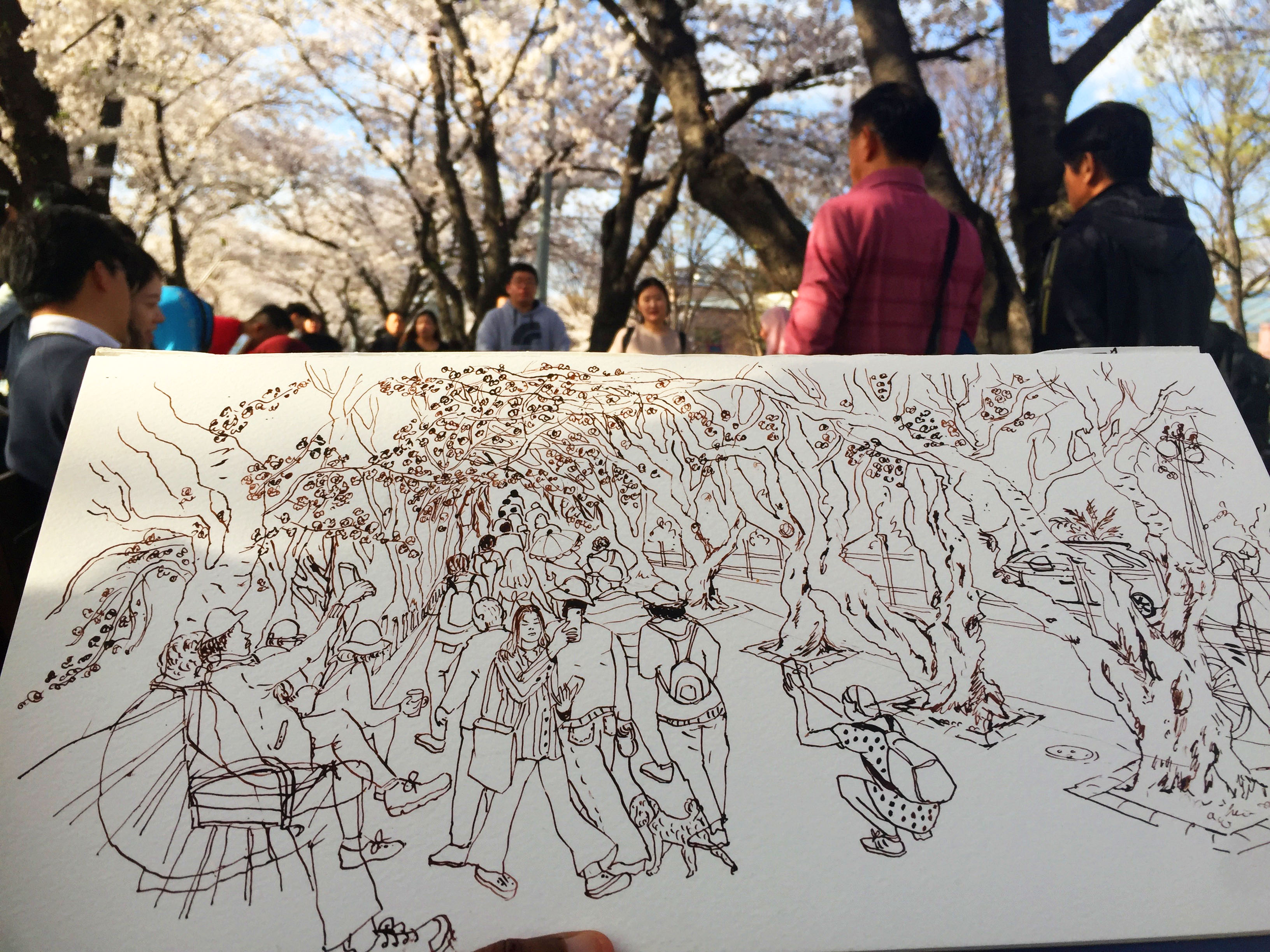 Cherry Blossoms BnW 1